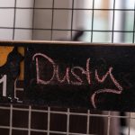 Spinney Cattery Lincoln