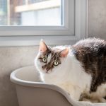 Spinney Cattery Lincoln