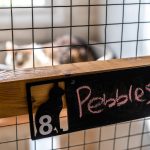 Spinney Cattery Lincoln