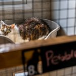 Spinney Cattery Lincoln