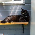 Spinney Cattery Lincoln