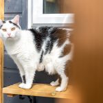 Spinney Cattery Lincoln