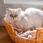 Spinney Cattery Lincoln